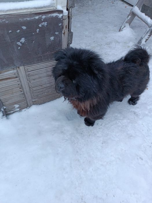 Щенята г.Караганда