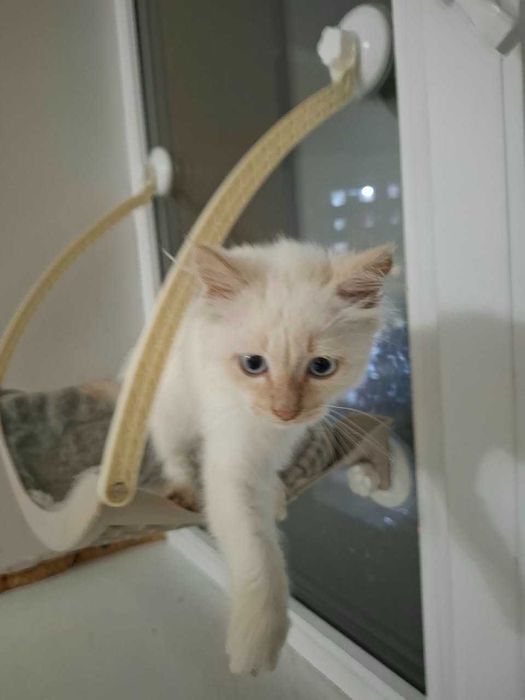 Отдам в добрые руки котенка, мальчик