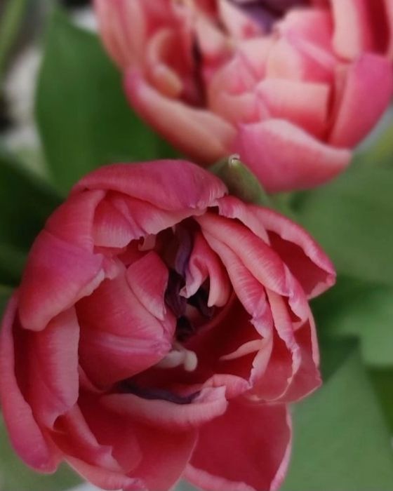 Тюльпаны на заказ 1 сентября