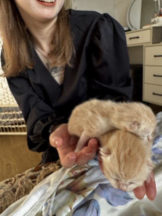 Котята продаем за 15 тысяч)