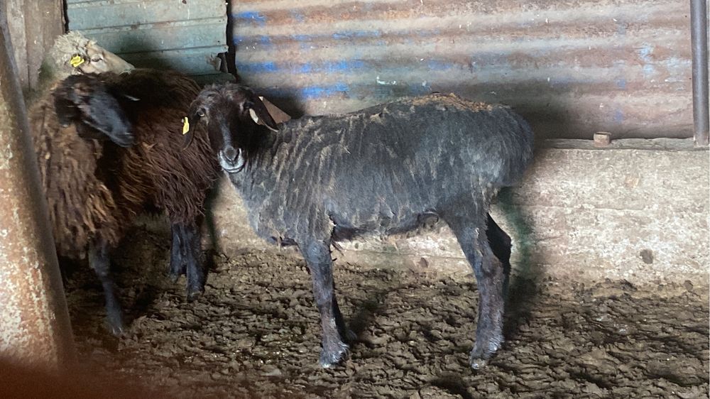 Кой сатылады. Продам баран