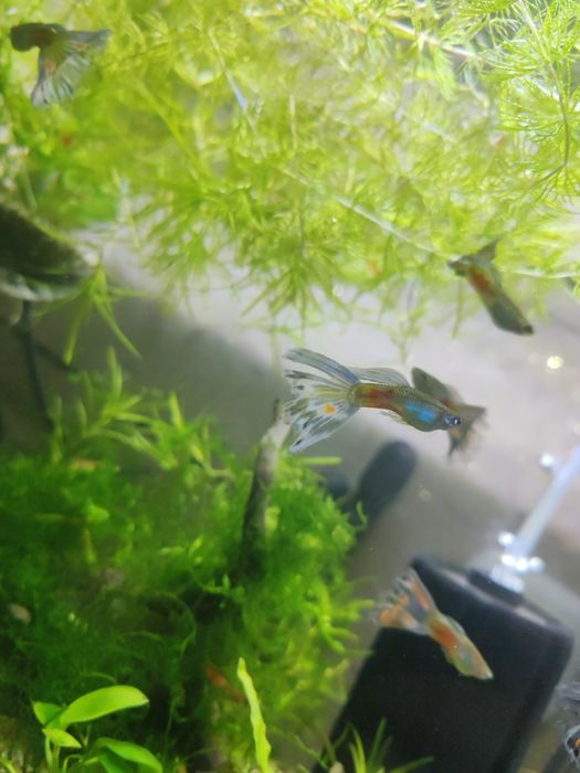 Продам самцов гуппи