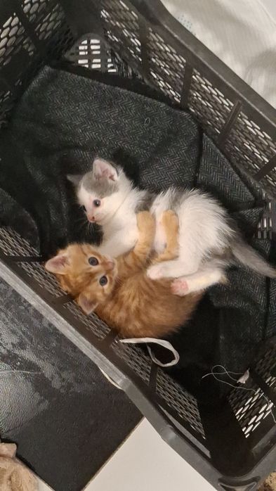 Отдам котят в хорошие руки