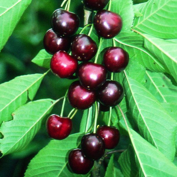 Pomi Fructiferi Columnari (CIRES)