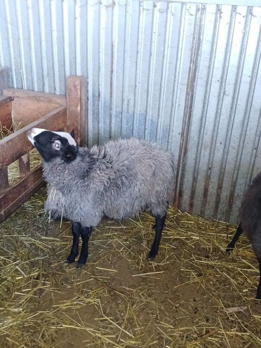 Продам романовских кошкарчиков