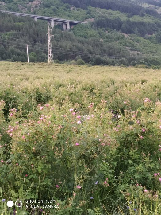 Разсад маслодайна роза