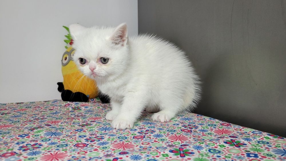 British shorthair  red point