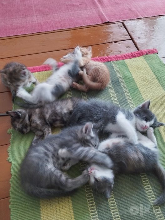 Отдадим котят в добрые руки