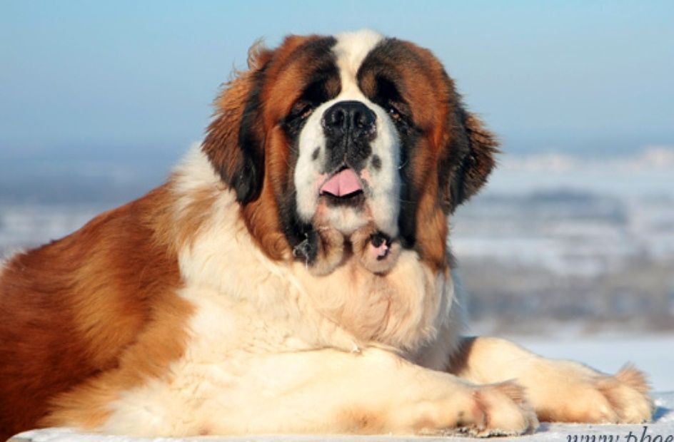Сенбернар,кобель для вязки