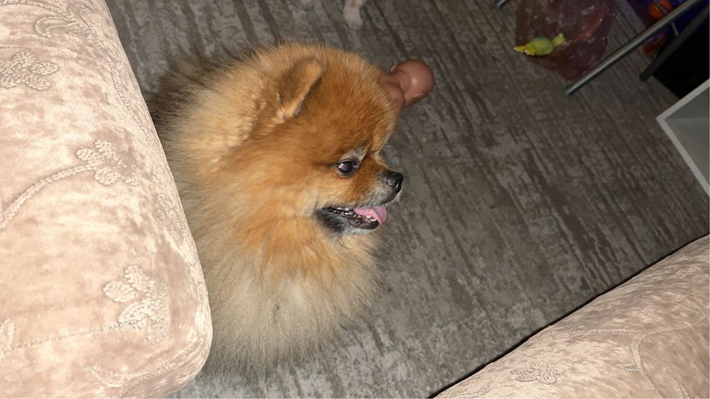 Померанский шпиц вязка