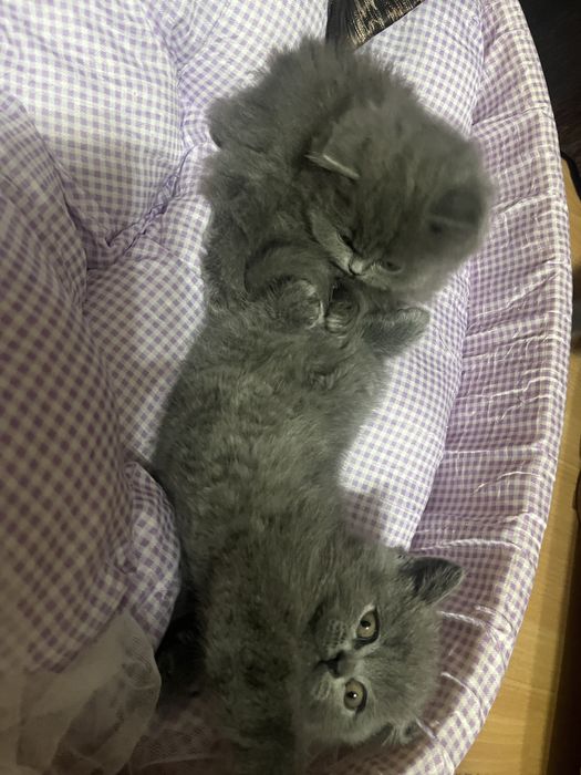 Pisoi British Shorthair