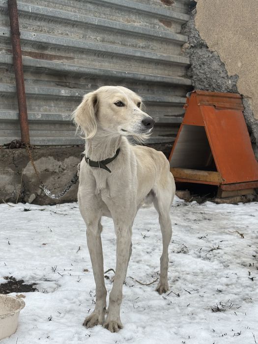 Тазы для охоты!’