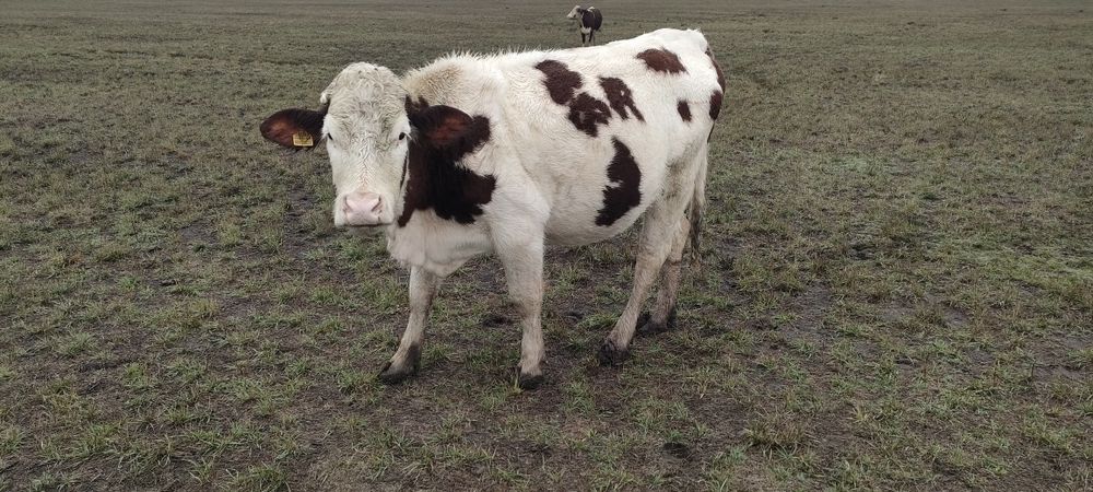 Симментальские коровы