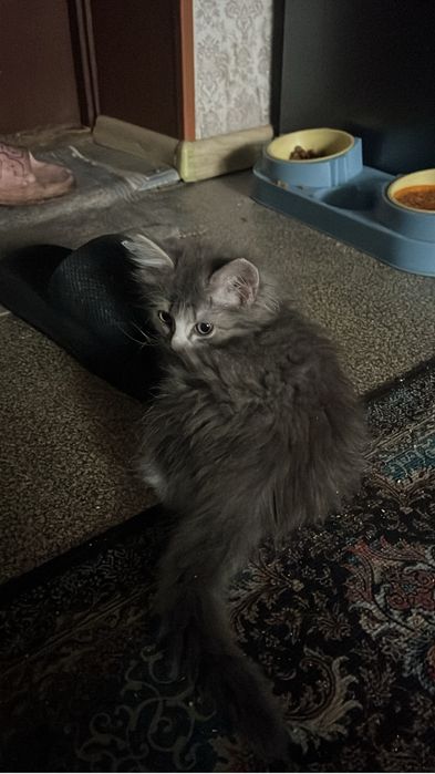Котята , 2 девочки