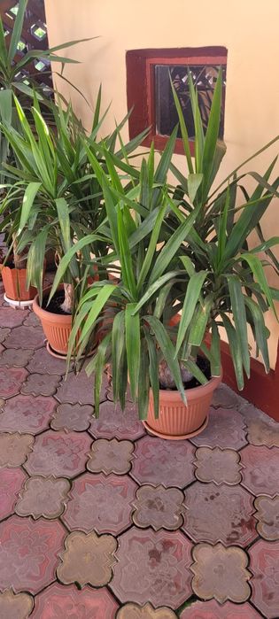 YUCCA matura 140 cm- 8 ani- planta decorativa deosebita