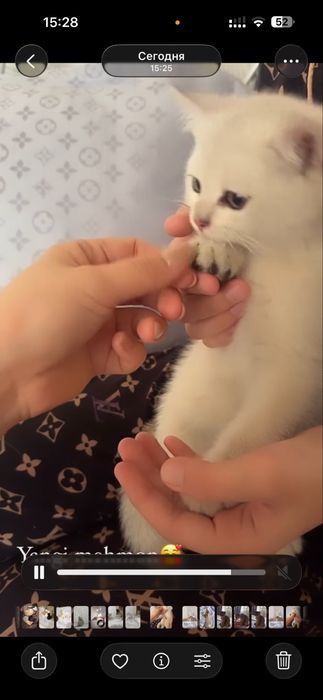 Mushuklar sotiladi. Britanskiy shinshilla srochno . Erkak, ayol. Bola