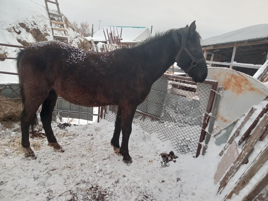 Сельхоз животные лошади