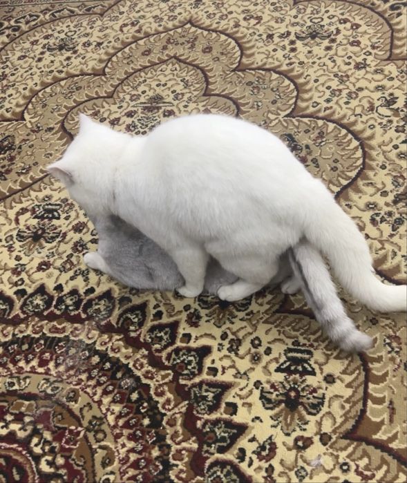 Britansky Gegant mushuk sotiladi