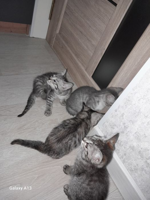 Отдам котят в добрые руки