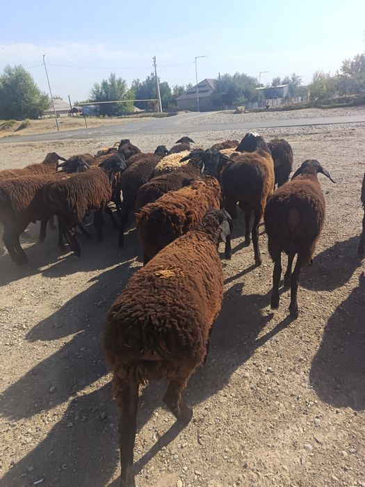 Прадам токты қошқар 26 бас