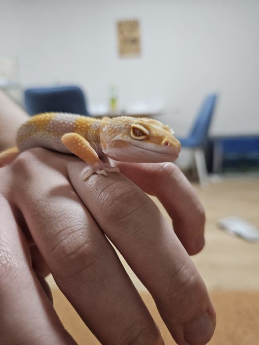 Продаю Эублефара