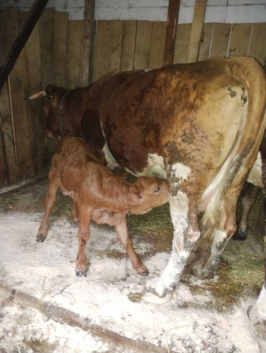Vaca Cu al doilea vitele