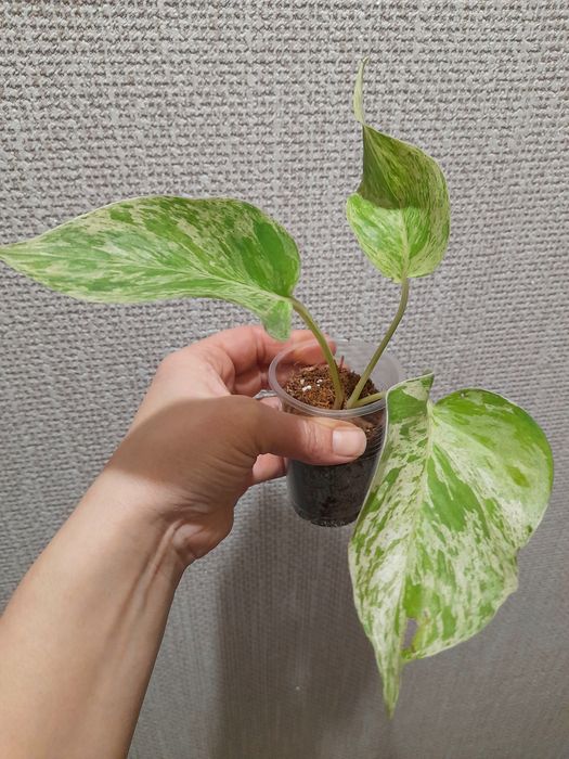 Продам Аглаонему