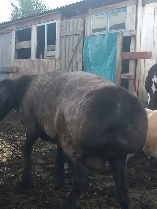 Кошкар на племя.
