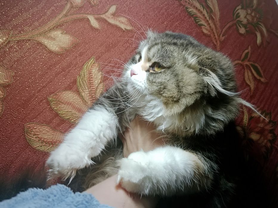 Чудесная кошечка Скоттиш Фолд хайленд биколор