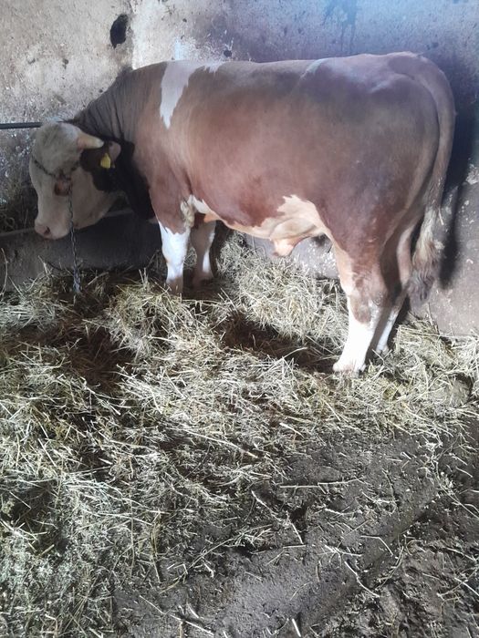 De vănzare doi taur