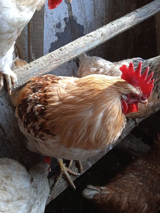 Продам птицу домашнюю