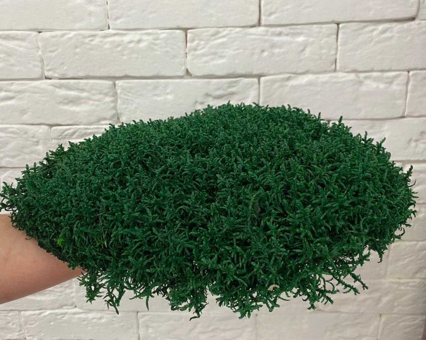 Стабилизированный мох