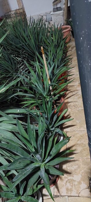 100 ta ga yaqin gullar mavjud