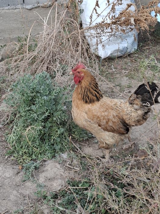 Срочно продаётся  куры