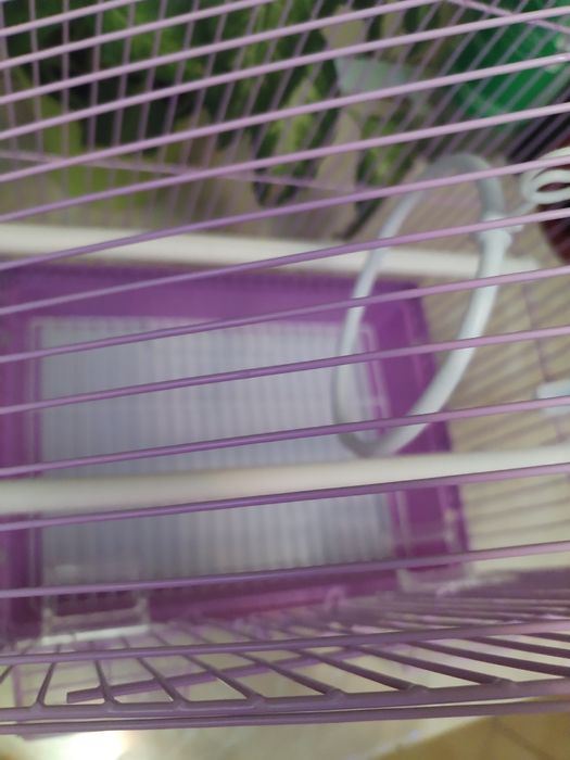 Colivie păsări papagali