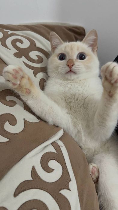 Пушок отдам хорошее руки