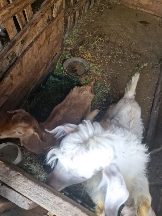 Caprițe si iezi de vânzare
