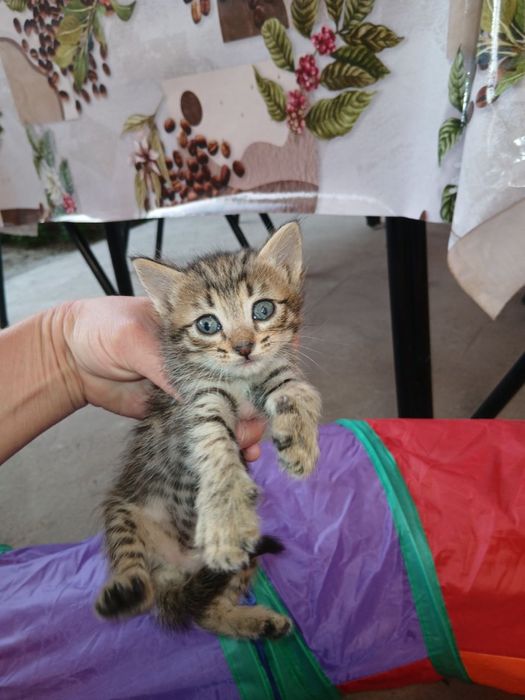 Котятам нужен дом и семья!