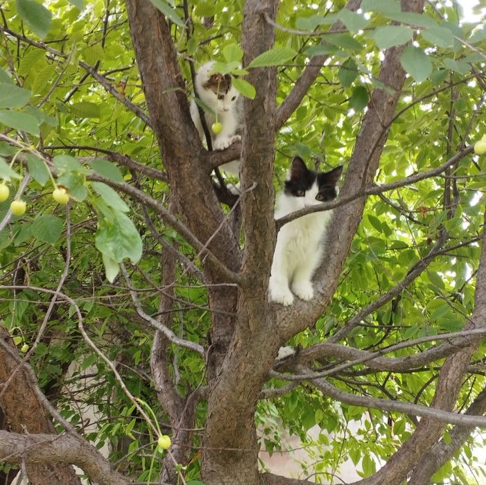 Отдаём котят в хорошие руки