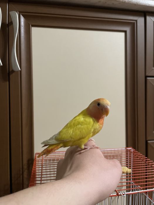 Продаются ручные попугаи неразлучники