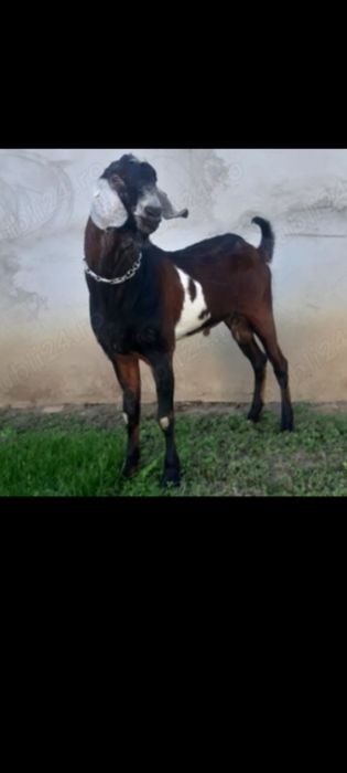 Tapisor anglonubian cu nobila germana