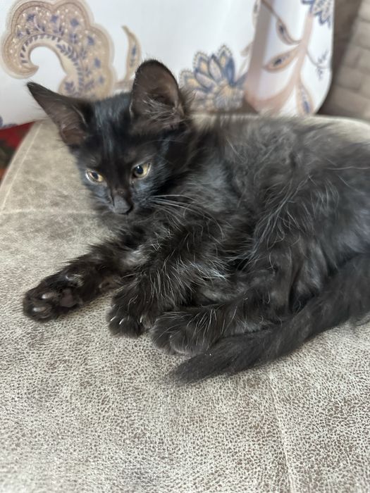 Mushuk bolasi xadyagaa