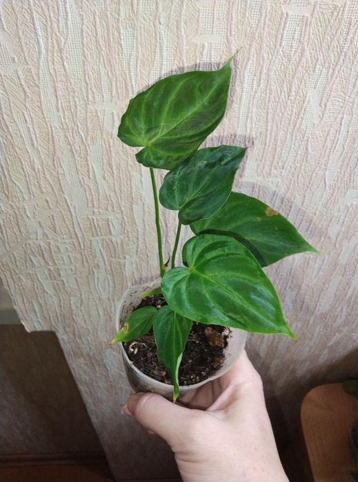 Комнатные растения продажа