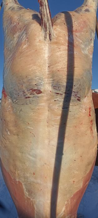 Согым палтарашки два мес стаят на откорме 3000 за кг