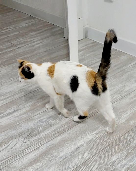 Котёнок девочка трёхцветная