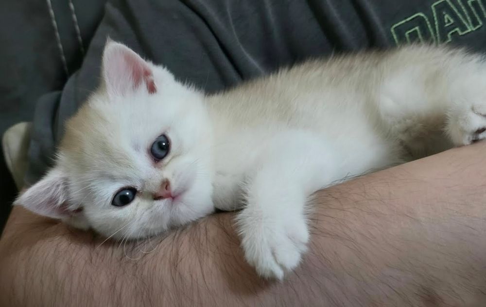 Котенок скотиш страйт девочка