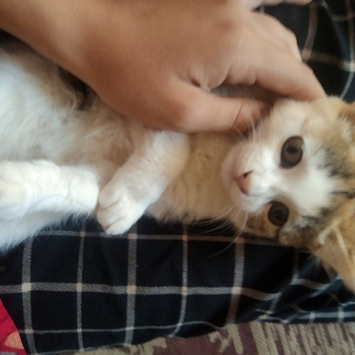 zor erkalanadi ati murmiawbaylanis nomerleri