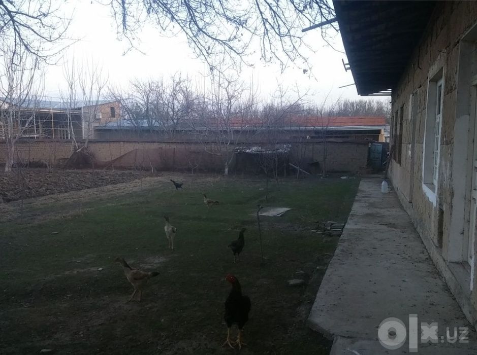 Xasanboy toshkent tumani  11 sotix 4 xona. 1.5km betonkadam