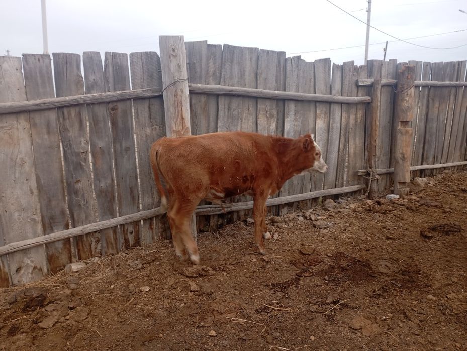 Продам Бычок и телят на доращивания