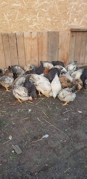 Vand pui albi si rasa mixta